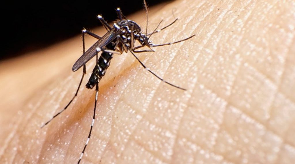 MOSQUITO-DA-DENGUE-1024x576