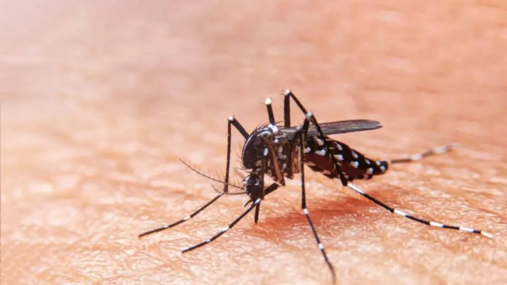 mosquito-dengue-foto-arquivo-ses-130721-1