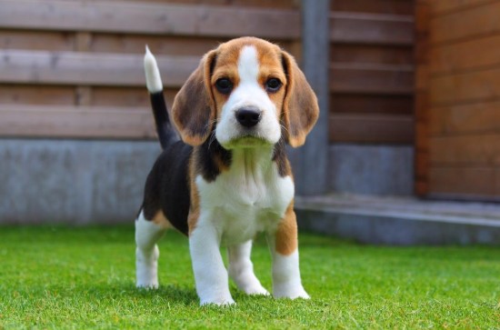 O Encaotro de beagles acontece neste sábado, 17 de agosto